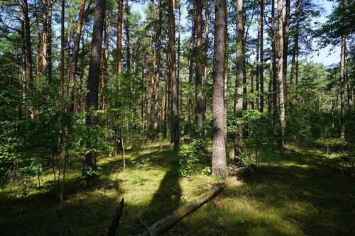 Auf dem Grundstück hinten (3).JPG - Grundstück in Borkwalde zum Kaufen