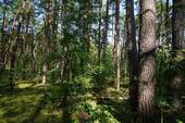 Auf dem Grundstück hinten (8).JPG - 