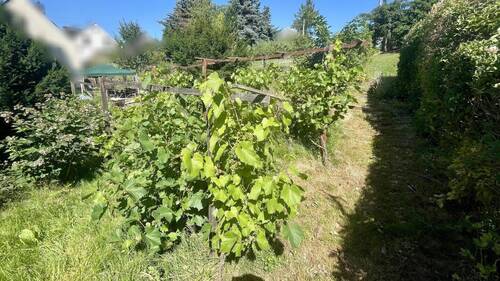 Blick in den Garten - 