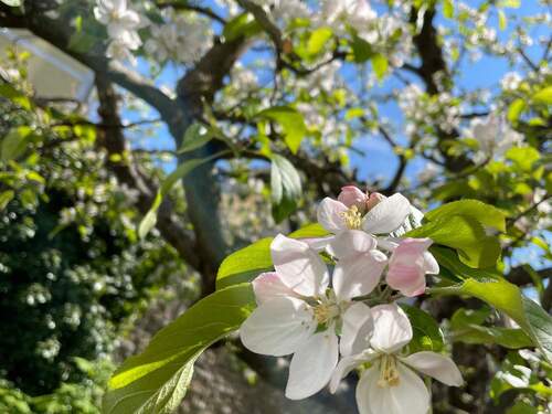 .. ein eigener Garten ! - 