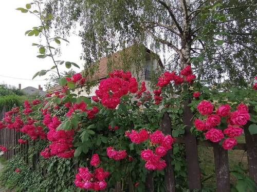 received_3218533728402704 - 