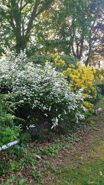 Gartenbild - 