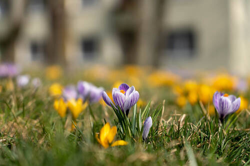 Fruehlingsbild - 3 Zimmer Etagenwohnung in Wiesbaden