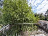 Balkon 1. OG - Mehrfamilienhaus, Wohnhaus mit 192,60 m² in Aachen / Brand zum Kaufen
