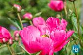 Bienenfreundlich - 