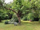 eigene Ernte - 