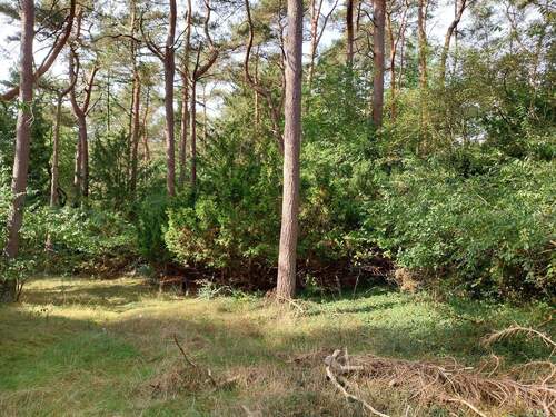 Blick in das Grundstück - Grundstück zum Kaufen in Seevetal - Ramelsloh