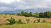 Blick ins Feld - 
