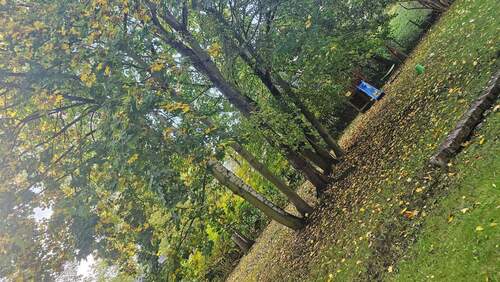 Baumbestand Garten - 