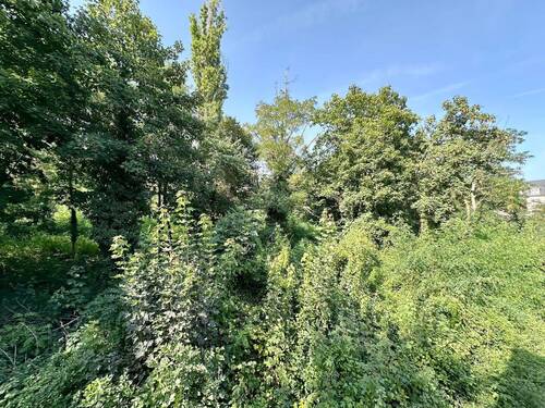 Blick aus den hinteren Fenstern ins Grüne - 