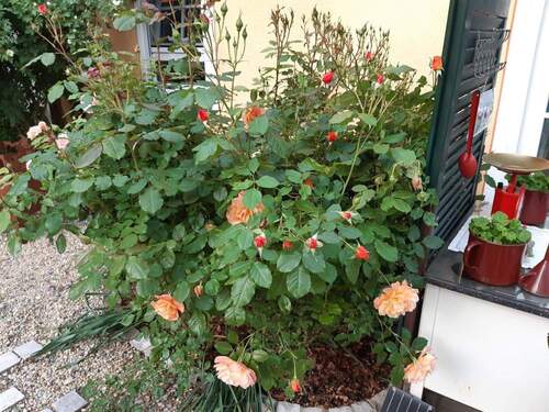 Beet am Küchenfenster - 