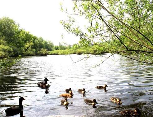 Bild 1 - Das Wasser plätschert vor der Tür! Die SchwäneEnten - im Wasser - gehen am Ufer spazieren!