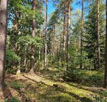 Kiefern-Mischwald auf dem Plateau über dem Ziegenhainer Tal