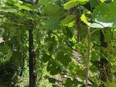 Garten mit div. Obstgehölzen - 