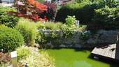 Gartenteich - 