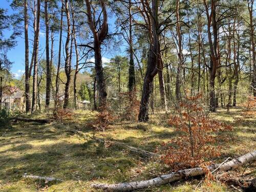 Grundstück - Grundstück in Bad Saarow zum Kaufen