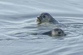 Seehunde - 