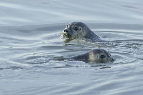 Seehunde - 