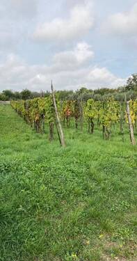 Umgeben von unberührter Natur und sanfter Landschaft - Grundstück zum Kaufen in Jursici