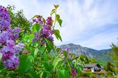 DSC_6184 - 
