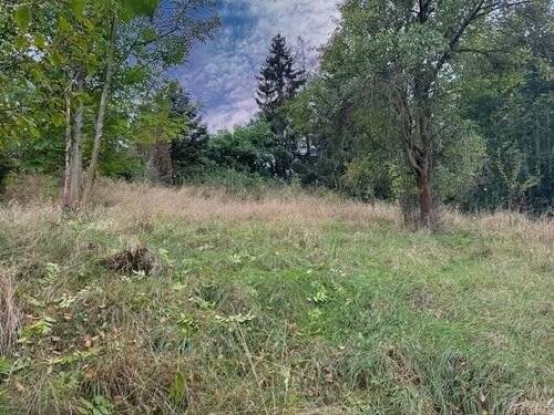 Obstwiese im hinteren Teil - 