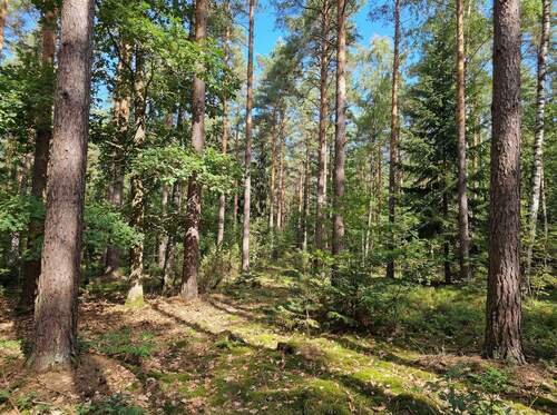 Musterfoto Wald - Kiefern-Mischwald auf dem Plateau über dem Ziegenhainer Tal