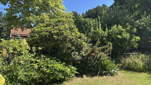 Blick in den Garten - 