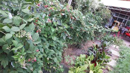 Himbeeren Sträuche - 