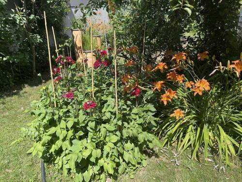 Garten im Sommer - 