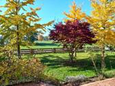 Garten - Einfamilienhaus mit 259,00 m² in Wurmsham zum Kaufen