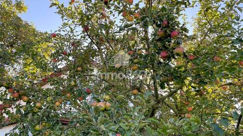 Obstbaum - 6 Zimmer Einfamilienhaus zum Kaufen in Berlin