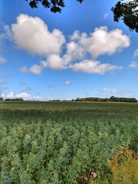 IMG_20250708_100755444_HDR.jpg - Grundstück zum Kaufen in Geithain