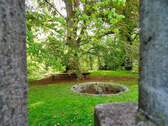 Unter der Blutbuche - 
