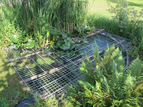 Teich - 
