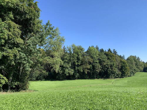 Wiesen und Wälder - 