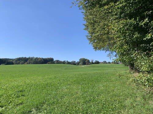 Wiesen - 
