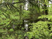 Natur-Wildententeich - 