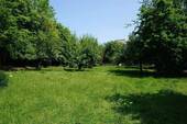 Wiese - 