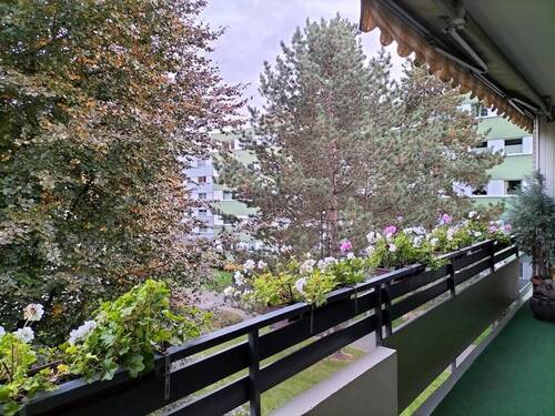 Blickdicht im Sommer - 