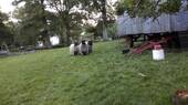Heidschnucken - 
