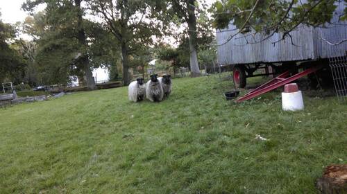 Heidschnucken - 