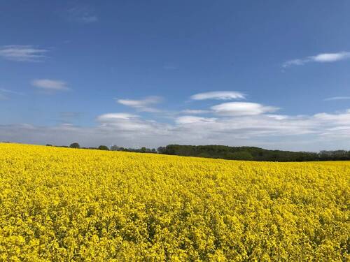Unsere Rapsfelder - 