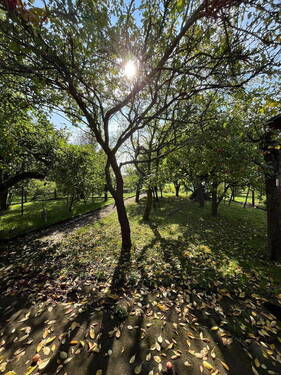 Garten - 