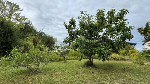 Garten vor dem Haus - 