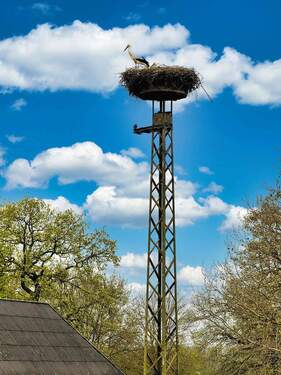 Storch - 