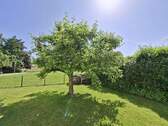 Apfelbaum_Garten_Ost - 