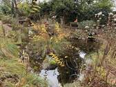 Gartenteiche - 