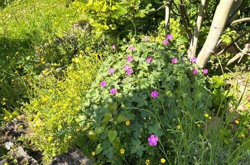 Garten - 