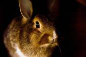 Kleiner Hase - 