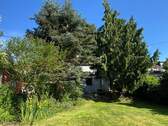 Alter Baumbestand - 